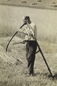 Rekowo żniwa - Reprodukcja 19484