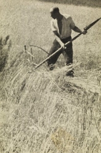 Rekowo żniwa - Reprodukcja 19485