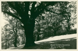 Jaworze park - Reprodukcja 20075