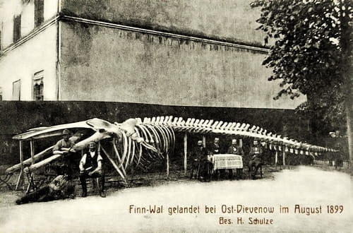 nowe-20939.jpg