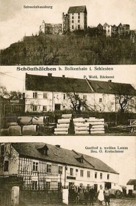 Świny widokowa - Reprodukcja 21931