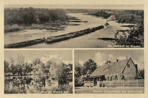 Bojadła widokowa - Reprodukcja 23166