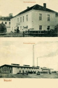 Bojadła widokowa - Reprodukcja 23167