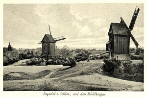 Bojadła wiatraki - Reprodukcja 23175