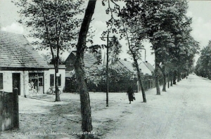 Witnica - Reprodukcja 23498