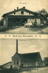 Morzeszczyn widokowa - Reprodukcja 23521