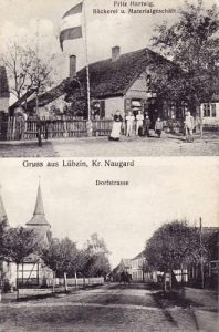 Lubczyna widokowa - Reprodukcja 23861