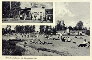 Lubczyna widokowa - Reprodukcja 23870