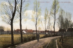 Lubczyna - Reprodukcja 23871