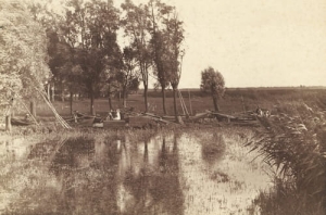 Stepnica - Reprodukcja 23949