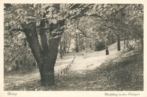 Brzeg - Reprodukcja 24660