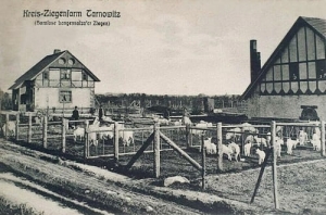 Tarnowskie Góry - Reprodukcja 25330