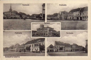 Skwierzyna widokowa - Reprodukcja 25869
