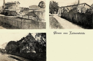 Dąbrowa widokowa - Reprodukcja 26061