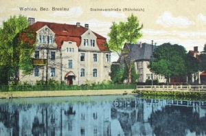 Wołów Steinauerstr. - Reprodukcja 26435