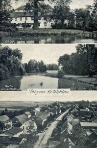Pełczyn widokowa - Reprodukcja 26554