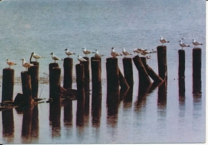 Morze Bałtyckie, mewy - 09108