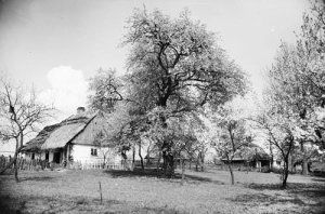 Raszczyce - Reprodukcja 29405