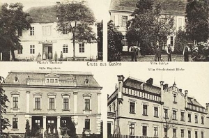 Goszczyna widokowa - Reprodukcja 29713