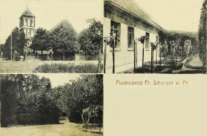 Pluskowęsy widokowa - Reprodukcja 29983