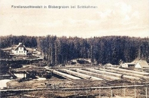 Żytkiejmy - Reprodukcja 30053