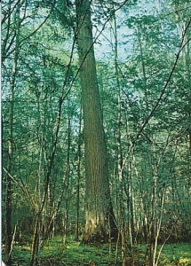 Białowieża - 09744