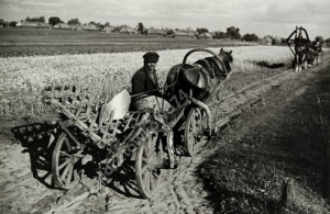 Domaszyce koło Pińska - Reprodukcja 3445