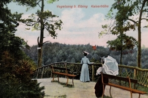 Elbląg Park leśny - Reprodukcja 1542