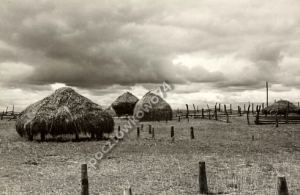 Polesie stogi siana -Reprodukcja 2284