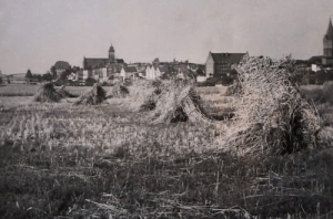 Malbork Panorama - Reprodukcja 4297