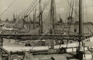 Gdynia Port Rybacki - Reprodukcja 3365